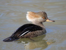 Hooded Merganser (WWT Slimbridge March 2011) - pic by Nigel Key